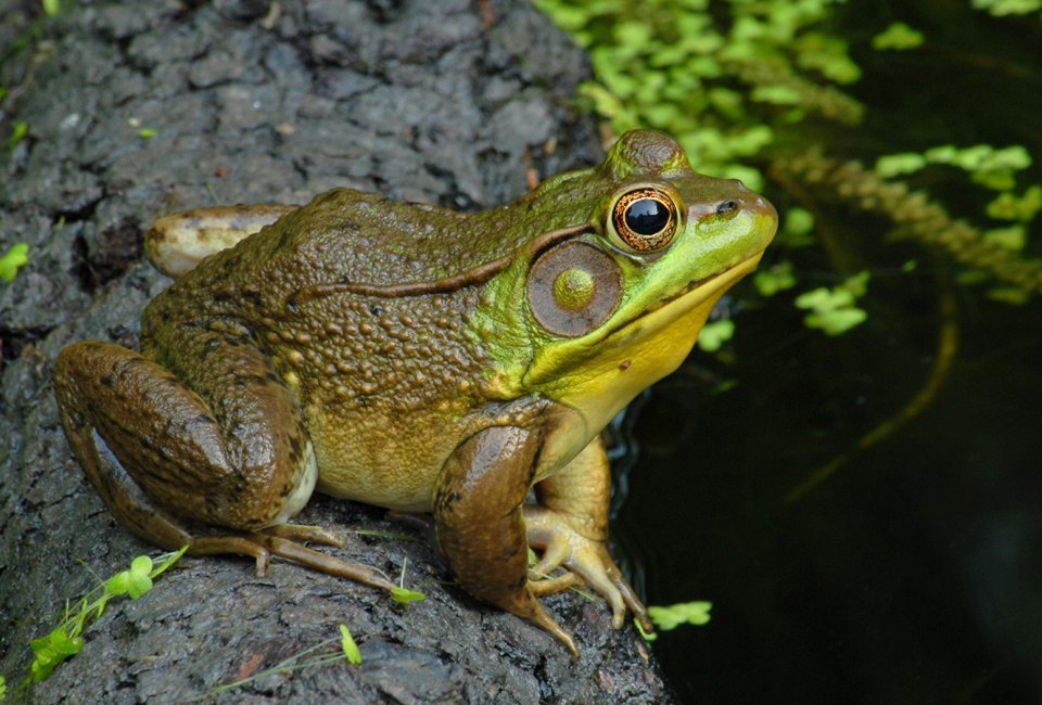 Learn about the world of frogs at Long Branch Nature Center at Glencarlyn Park. Photo by John White
