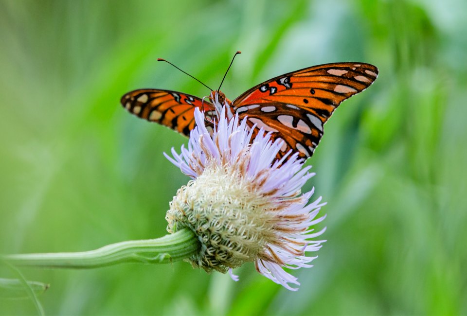 The Houston Arboretum will teach you what to plant so your yard is a butterfly haven. Photo by Christina Spade
