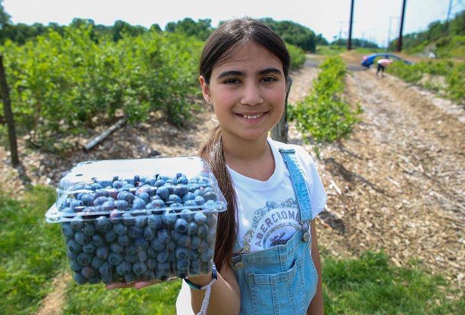 Pick blueberries to your heart's content at Happy Day Farm in Manalapan.
