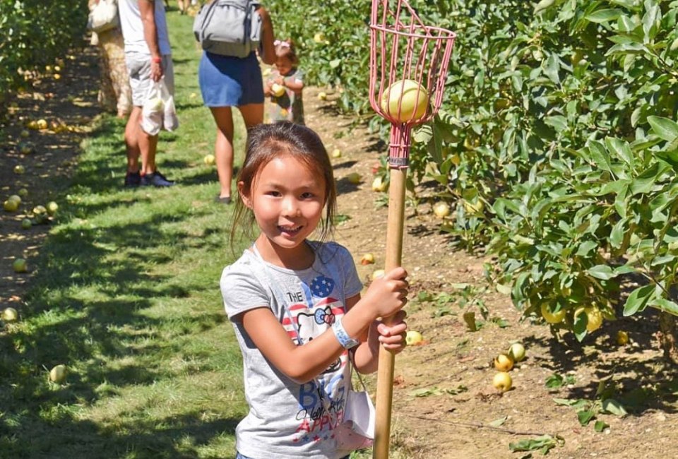 Labor Day Weekend on Long Island: Powwow, Horse Show and More Things To Do with Kids Pick your fill at the Harbes Honeycrisp Apple Festival in Jamesport. Photo courtesy of the farm/via Facebook