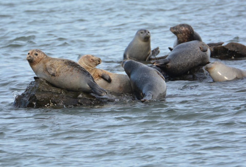 Long Island's coastal waters are a favorite hangout for harbor seals, starting around November and lasting until May. Photo by Xylia Serafy