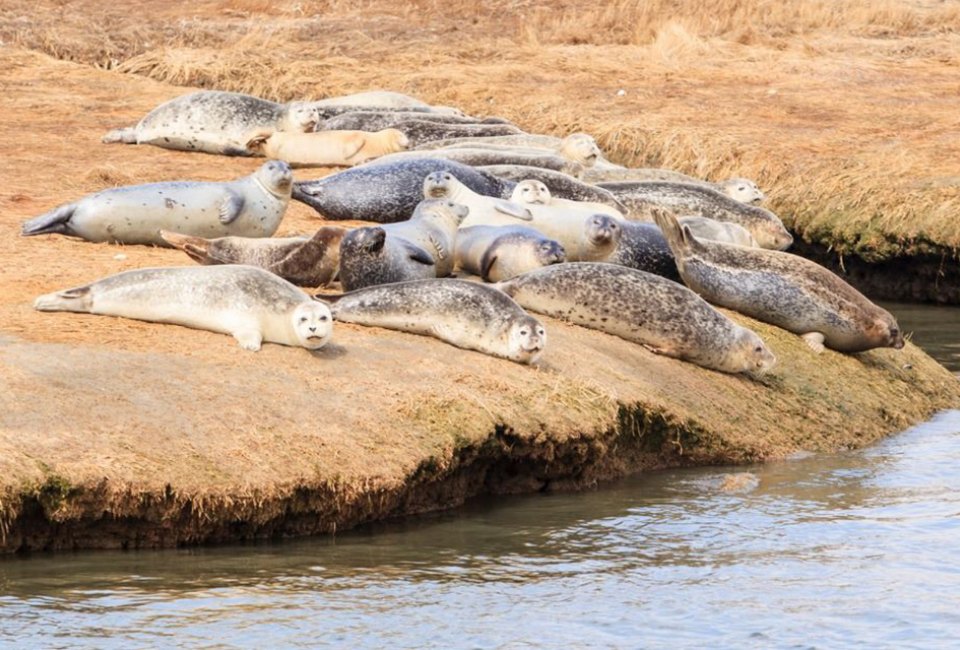 Harbor seals can be seen lounging along Long Island's shores from November through May. Photo courtesy of NY State Parks & Historic Sites