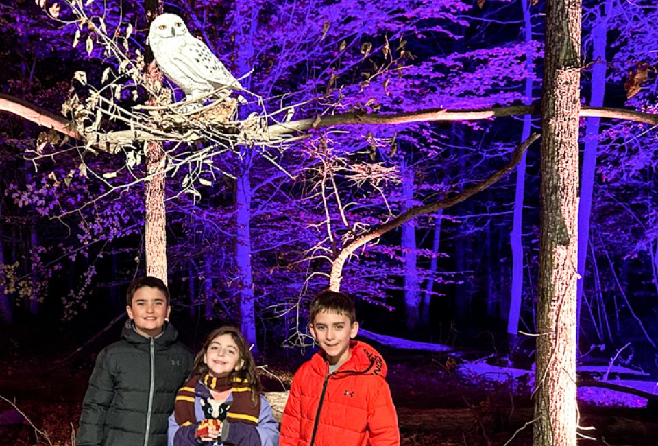 Immerse yourself in the Wizarding World at Harry Potter: A Forbidden Forest Experience. Photo by Jennifer Marino Walters