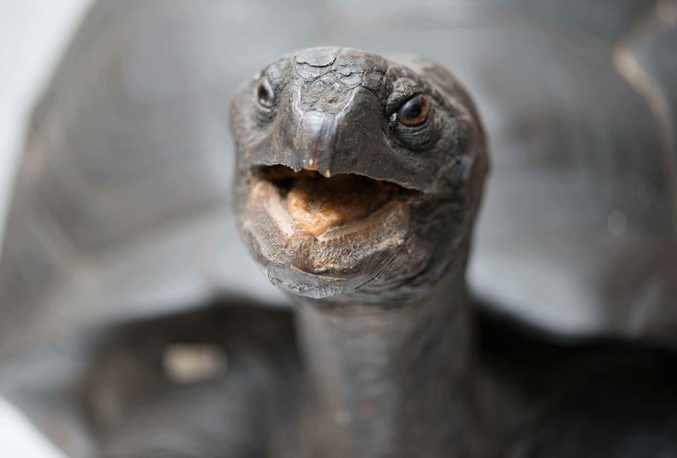 What does the tortoise have to say? Photo courtesy of Harvard Museum of Natural History