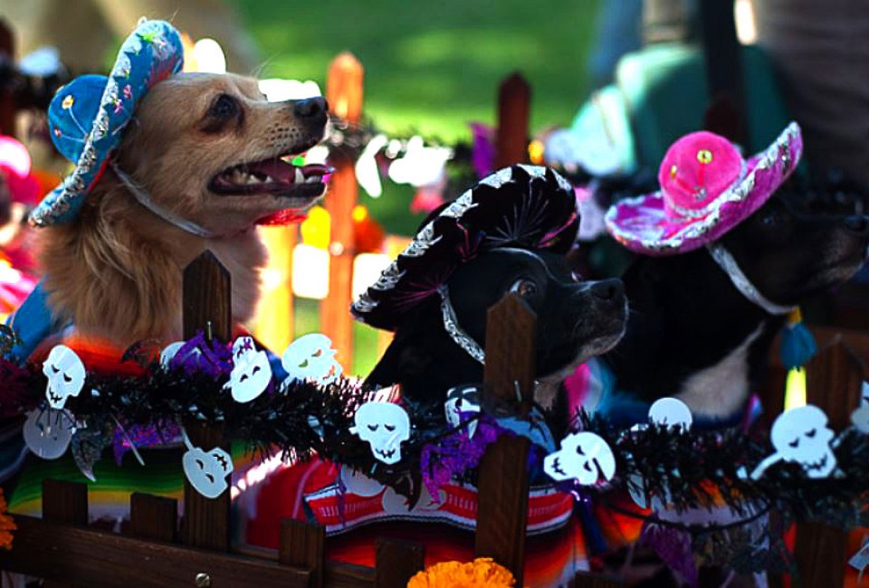 Pups are on parade at the annual Howl'oween Parade in Long Beach. 