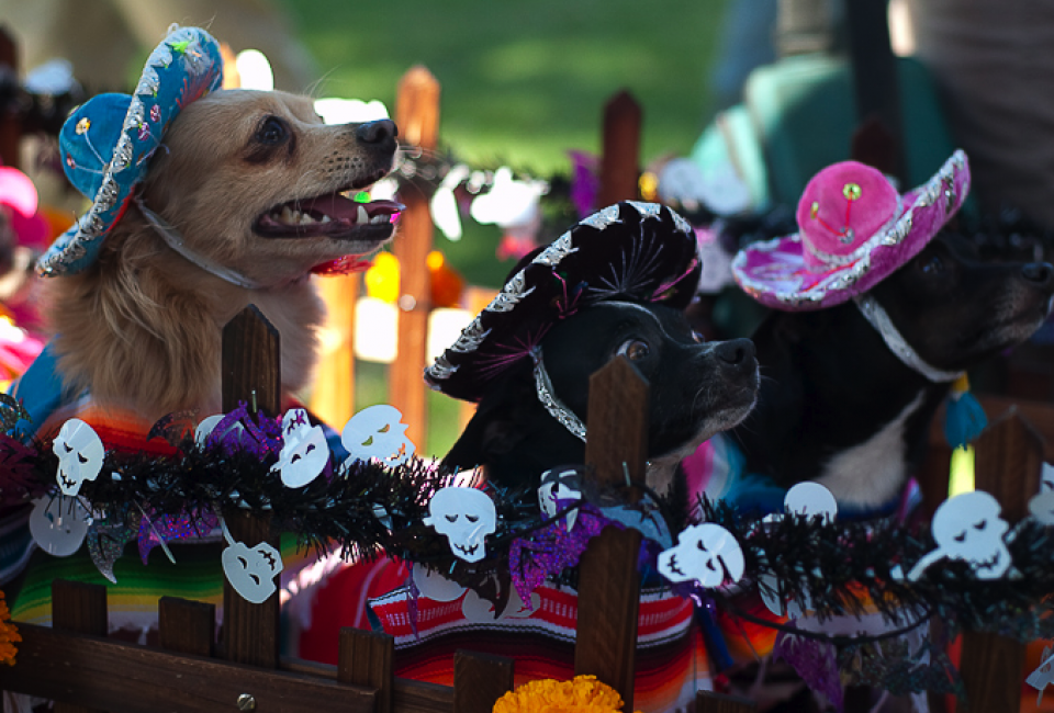 Haute Dog Howl'oween Parade Mommy Poppins Things To Do in Los