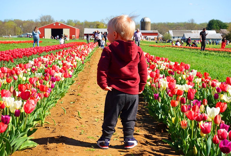 The stunning tulip blossoms spread out row-by-row in every direction at Holland Ridge Farms.