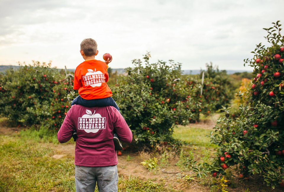 Apple picking in Connecticut is a great family activity, with wonderful photo ops, outdoor fun, and delicious treats. Photo courtesy of Holmberg Orchards & Winery