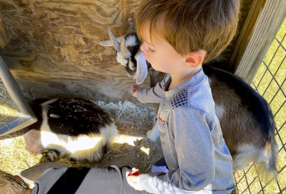 Feeding goats at Old MacDonald's Farm Houston. Photo by Jessica Stautberg