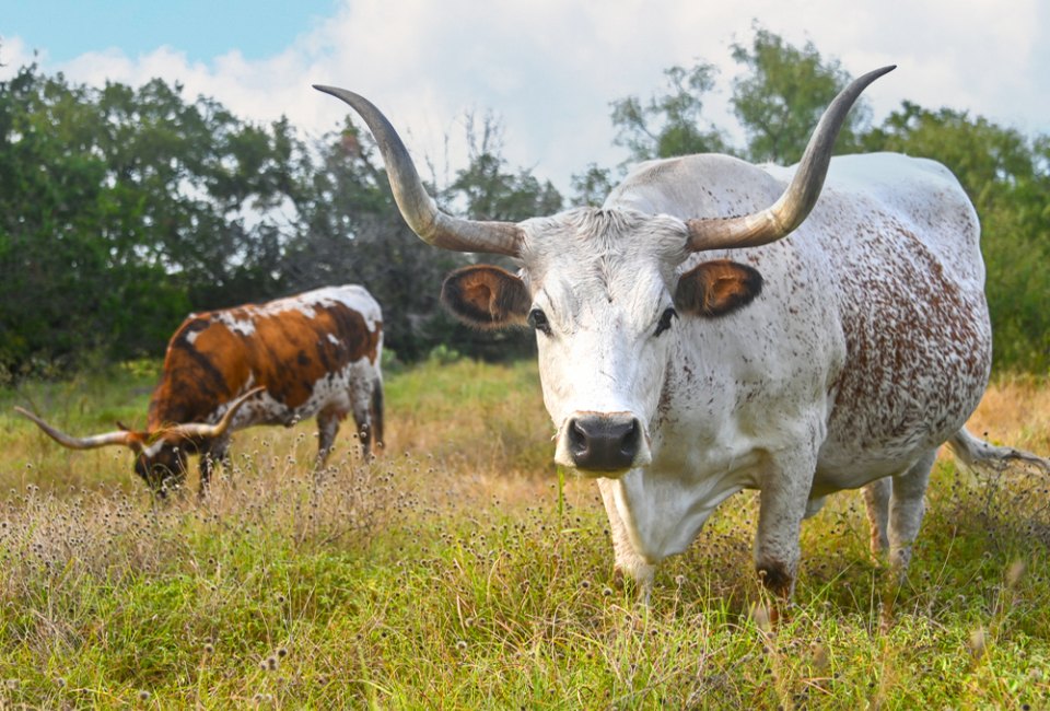 Texas Hill Country with Kids: Where to Go, Eat, and Stay See the prized Texas Longhorn cattle at Lyndon B. Johnson Historical Park. Photo courtesy of the park.