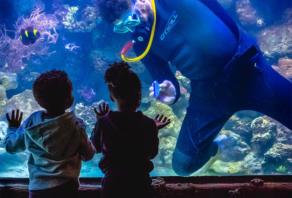 Houston ​Aquarium Best Science Museums Travel Texas