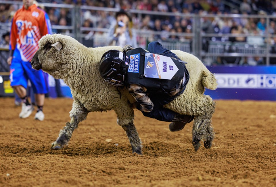 Spring Break 2025: Houston Adventures for Kids Muttin Bustin Houston Livestock Show and Rodeo
