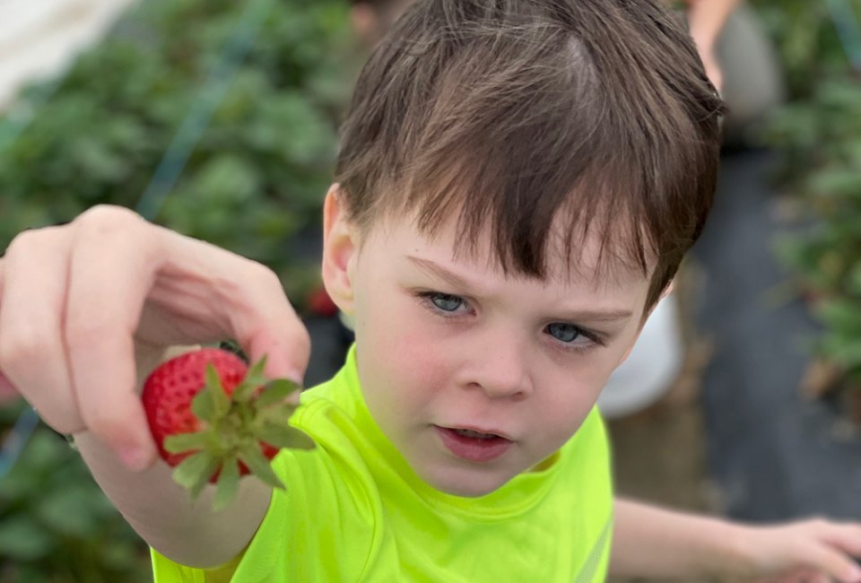 Best Strawberry Picking Farms and Strawberry Festivals in Houston Strawberry picking at Froberg's Farm. Photo by Jessica Stautberg