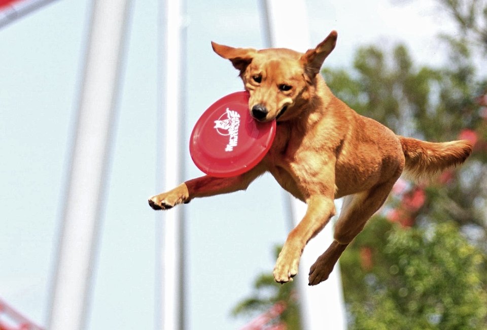 See some amazing dogs at the Hunterdon County 4-H Agricultural Fair. Photo courtesy of the fair via Facebook