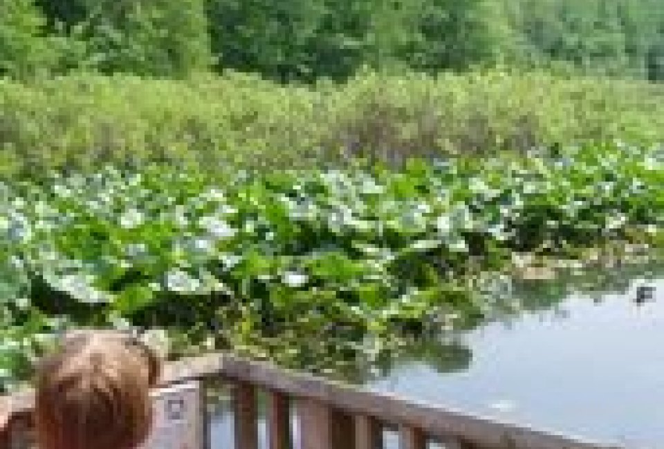 New Jersey Weekend Events for Kids August 7-9: Woodchopping, Horse Races, Farm Animals, Bugs, Bats, Frogs and More