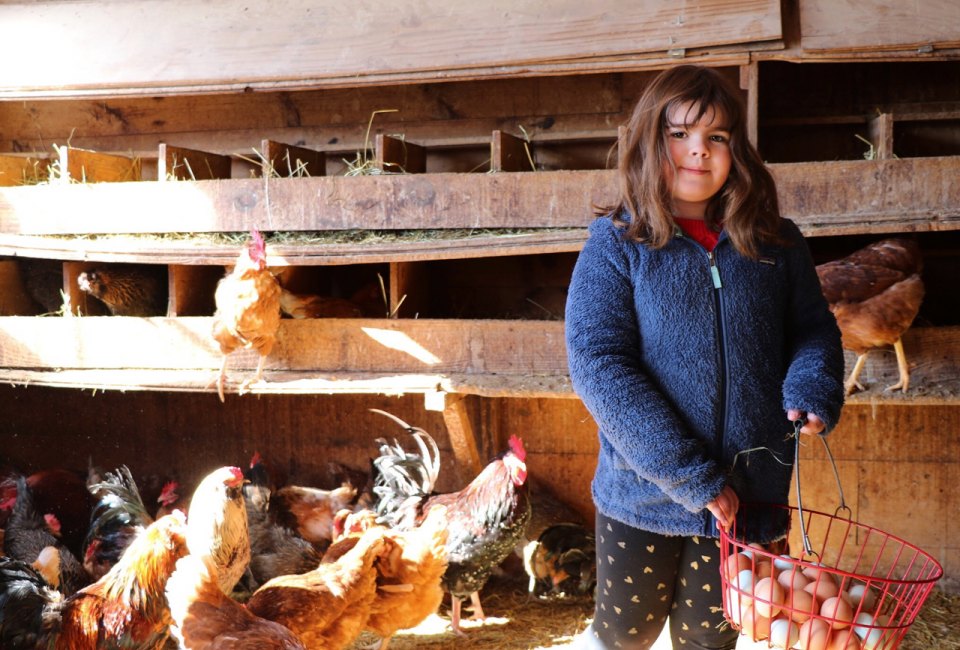 Collect eggs, or just visit with the animals, during your farm stay. Photo by the author