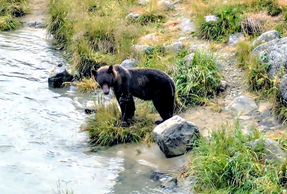 It will be impossible to visit Haines without seeing a bear (or many)!