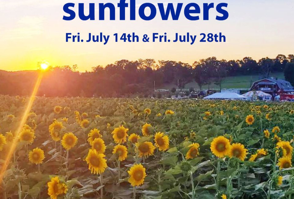 Sunsets & Sunflowers at Alstede Farms | Mommy Poppins - Things To Do in ...