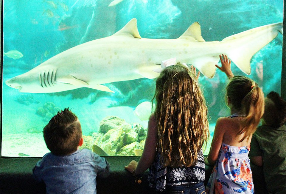 kids look at sharks at Jenkinson's Aquarium. 
