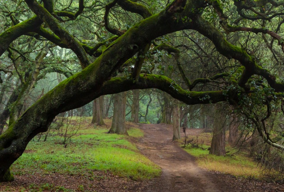 Best Things To Do in Oakland with Kids: Joaquin Miller Park