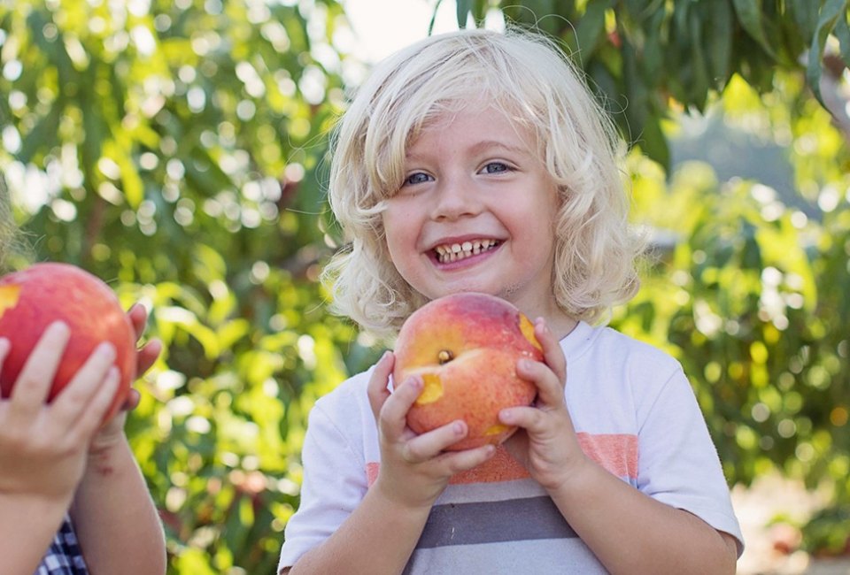 Peach picking in New Jersey is one of the great pleasures of summer. Photo courtesy of Johnson's Corner Farm
