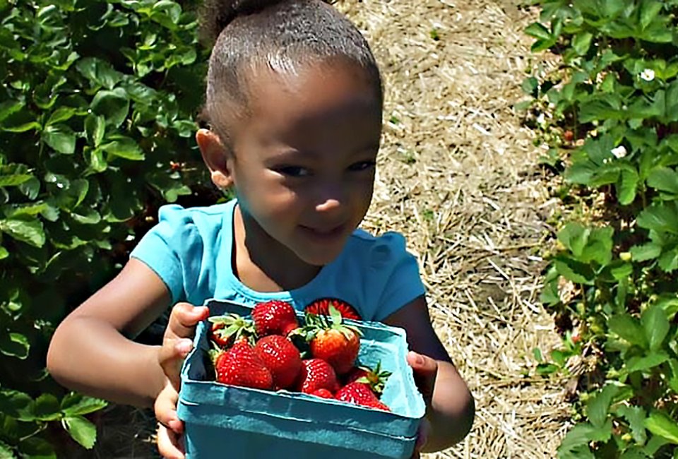 Pick your own fresh berries at Johnson's Corner Farm Strawberry Festival. Photo courtesy of the farm