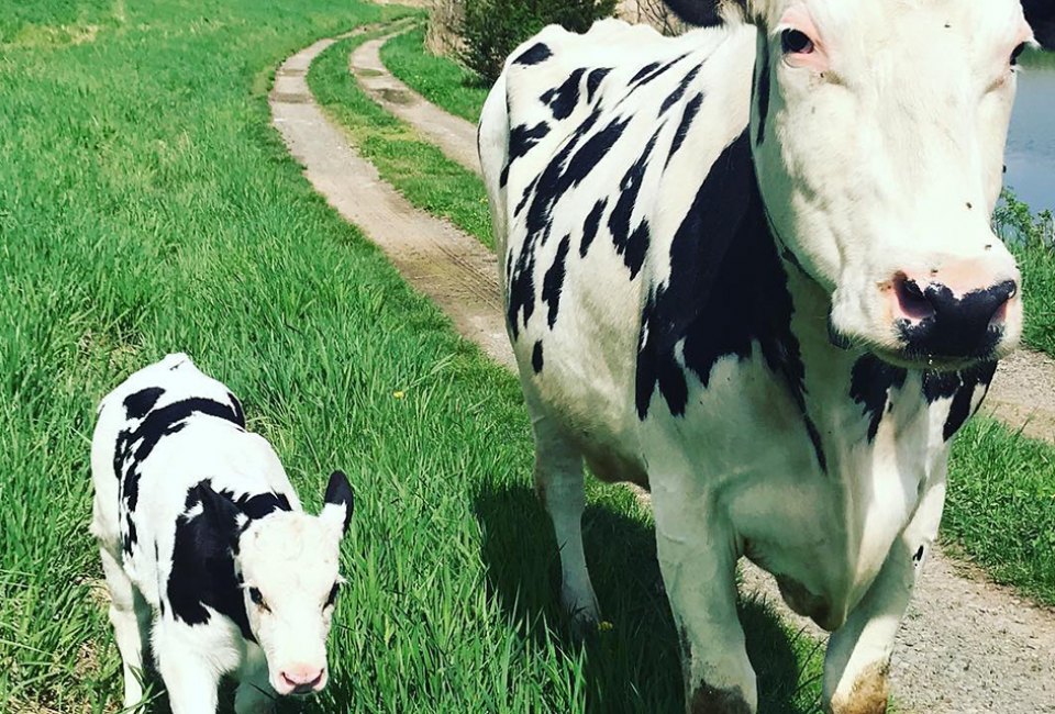 See dairy cows at Kelder's Farm