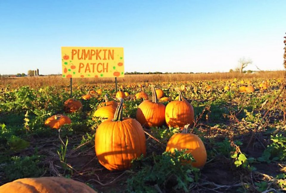 Pumpkin picking is a firm fall favorite. Photo courtesy of Keller's Farmstand