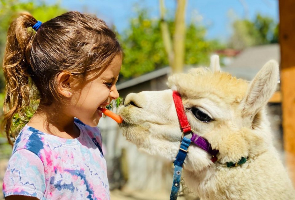 Visit the rescue animals at Kfar Saba Urban Farm. Photo by Limor Ness