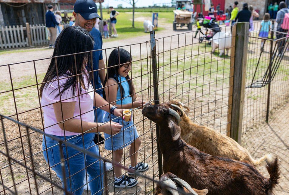 See animals up close at some of these farms near Houston. Photo courtesy of Dewberry Farm