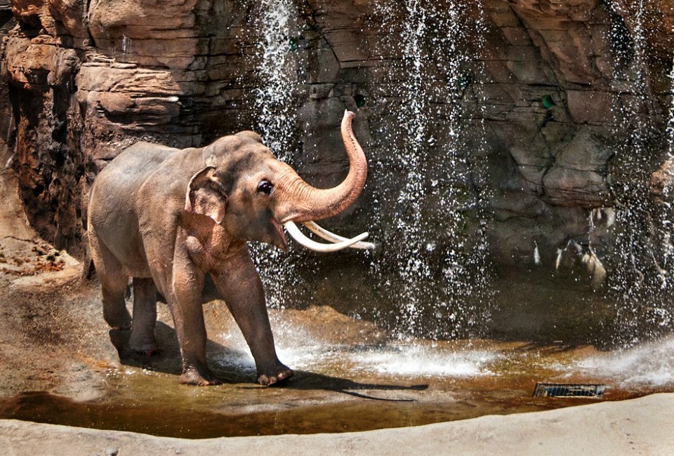 Meet the elephants at the LA Zoo. Photo by Jamie Pham