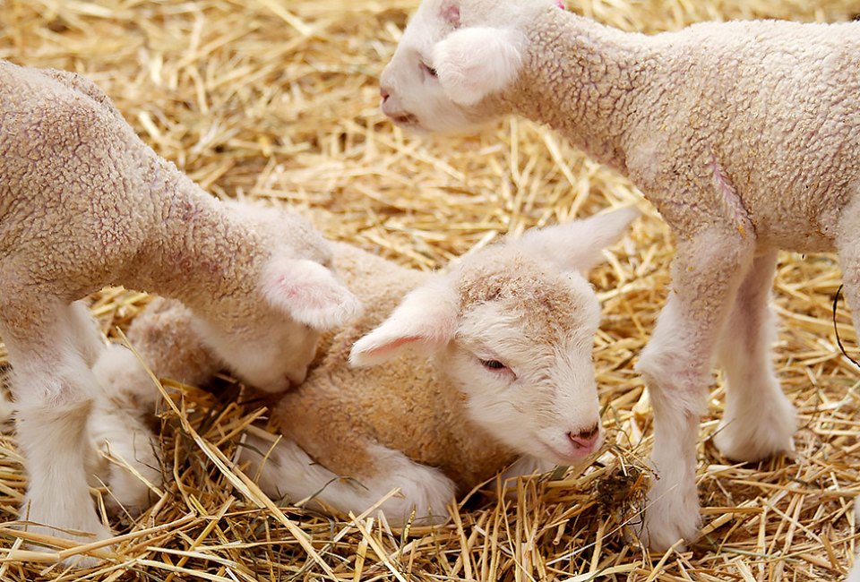 Stone Barns Center lets kids meet baby animals like its flock of lambs at its petting zoo