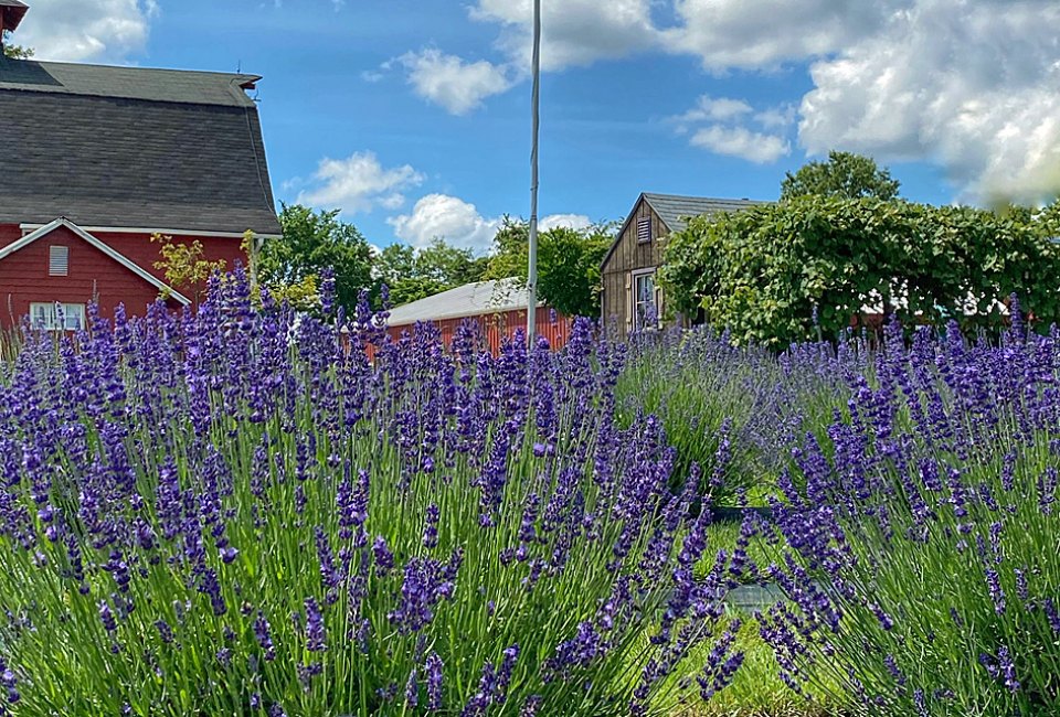 Get lost in the colors at Hidden Valley Lavender Farm.