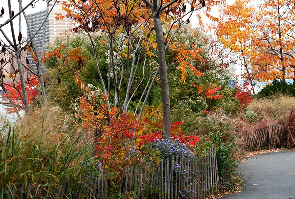 Head to Brooklyn Bridge Park to see vibrant fall colors and hit the playgrounds.