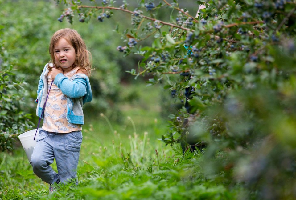 Grab a bucket and head out to the best blueberry picking farms in Connecticut! Photo courtesy of Lyman Orchards