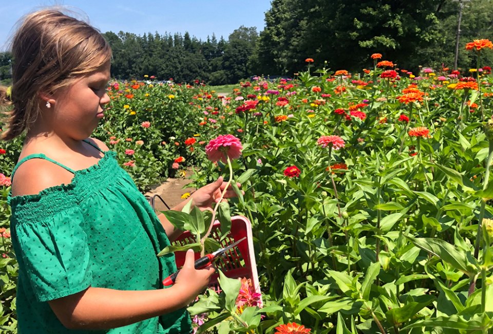 Find beautiful blooms with a fun outing to the top pick-your-own flower farms near Boston! 