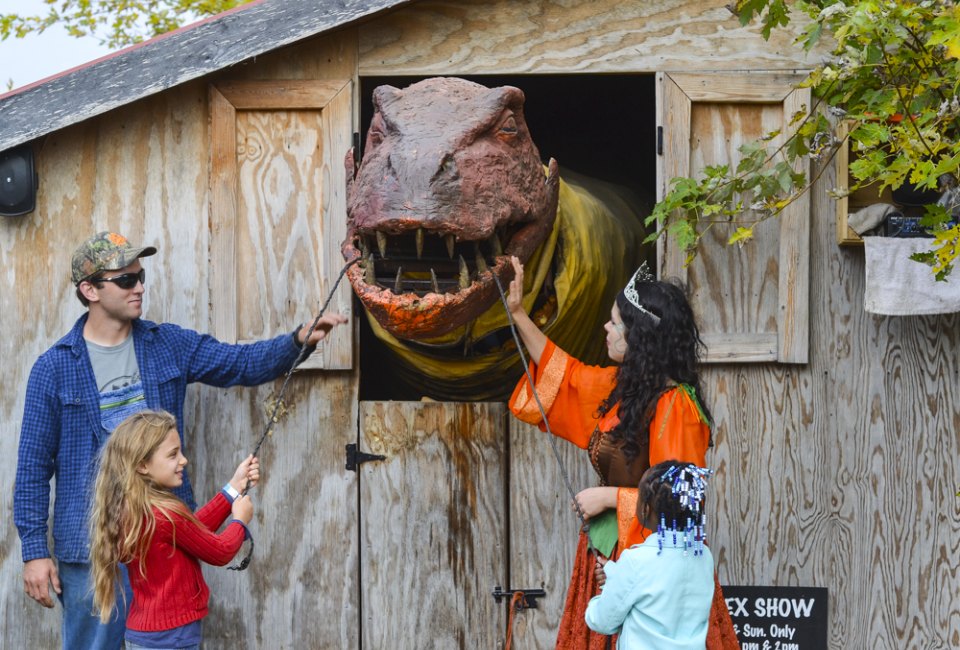 Beware of P. Rex, the Pumpkin-Eating Dino! Photo courtesy of Great Country Farms