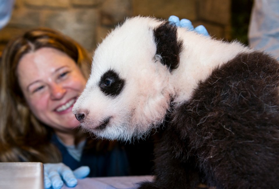 The countdown is on for the return of giant pandas to Smithsonian's National Zoo. Photo courtesy of the zoo