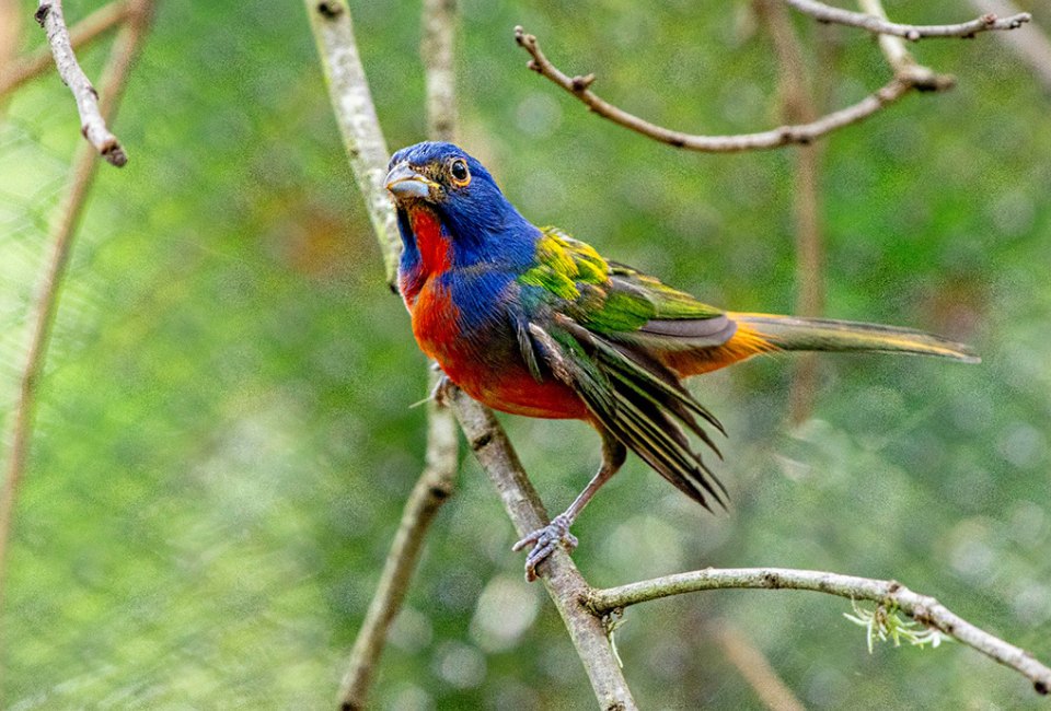 Photo courtesy of the Houston Zoo