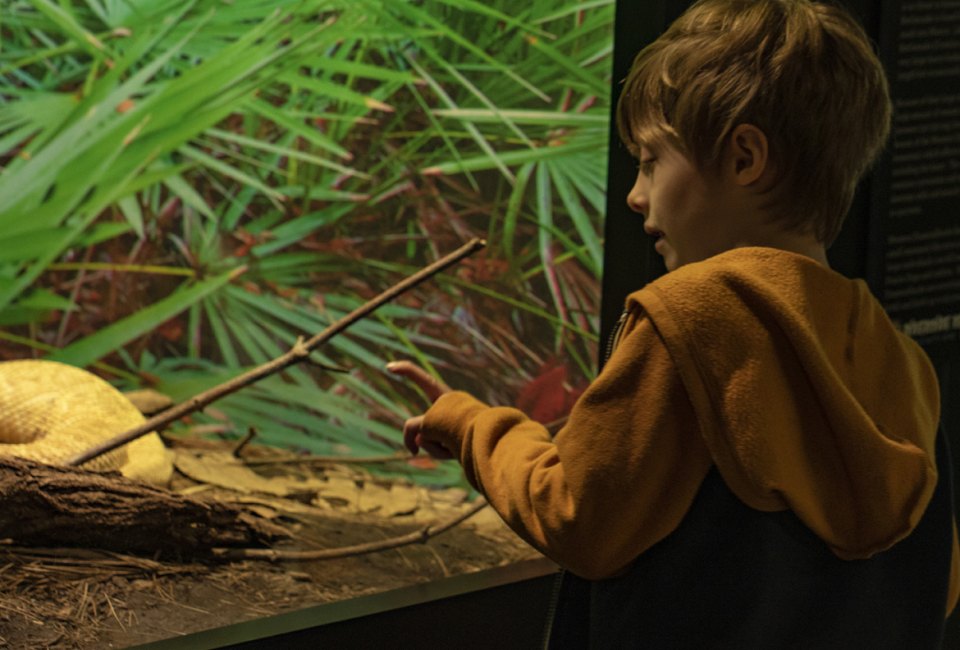 Look through the glass, or get up close and personal with snakes, reptiles, turtles and more at Connecticut's new living reptile museum. Photo courtesy of the Riverside Reptile Education Center
