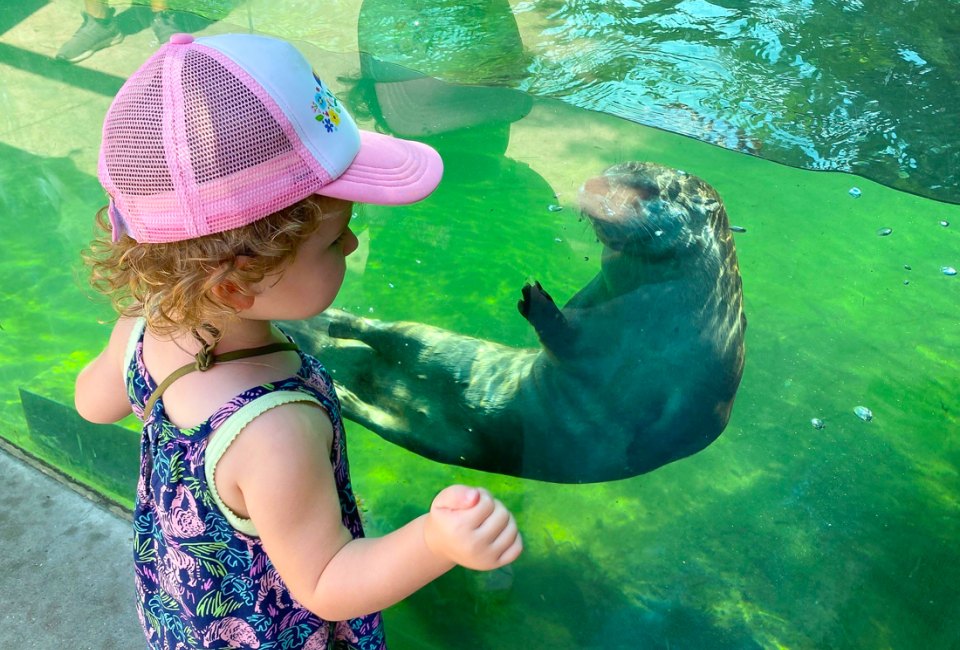 Admire the hundreds of animals at the Oakland Zoo. Photo courtesy of the Oakland Zoo