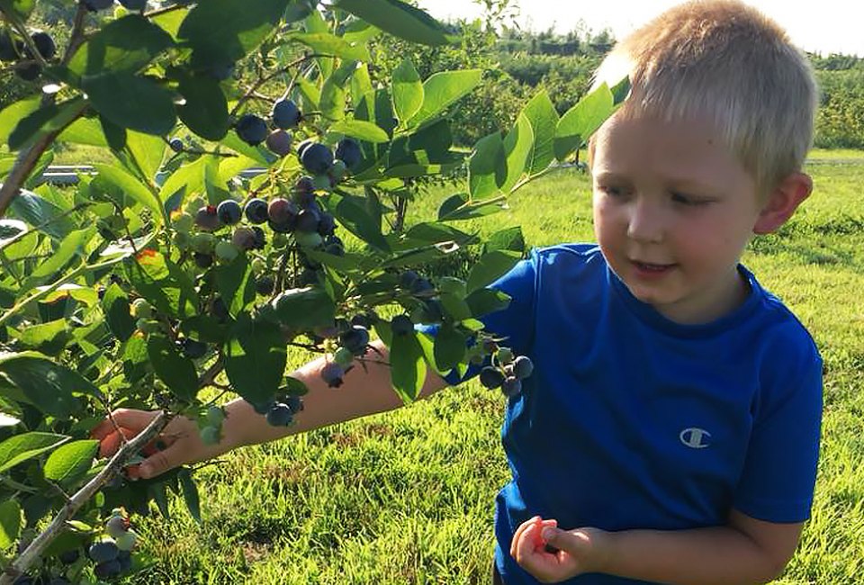 Come July, farm-fresh blueberries are ready for pick-your-own fun at Windy Acres Farm.