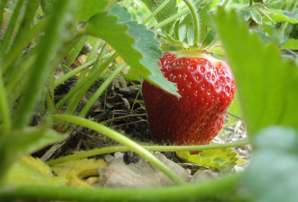 Go strawberry picking on Long Island to pick one of these beauties