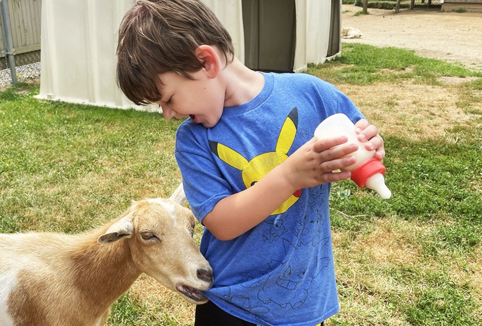 Everything is on the menu for the goats at the Animal Farm and Petting Zoo.