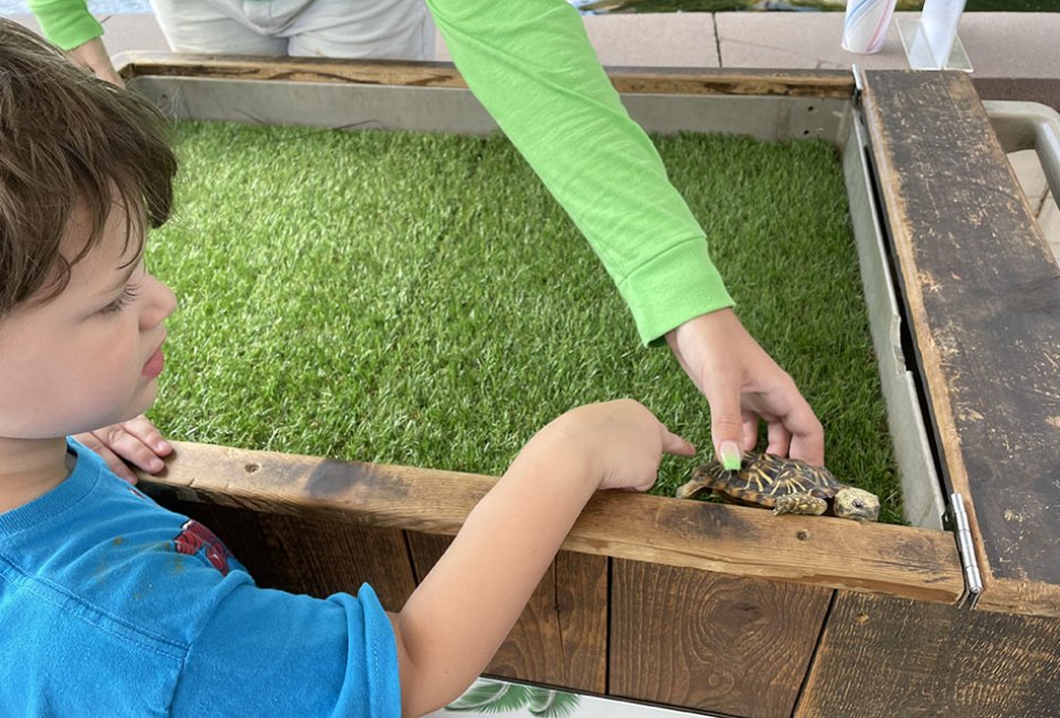 boy getting to touch a turtle