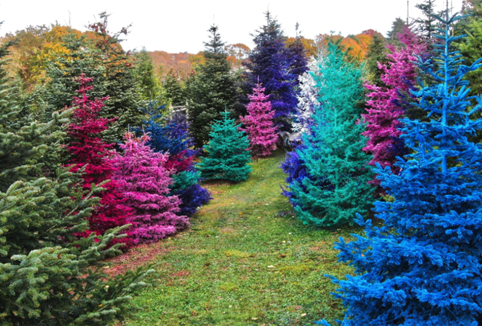 Dart's Christmas Tree Farm in Southold has a Magic Color Forest to frolic through. 