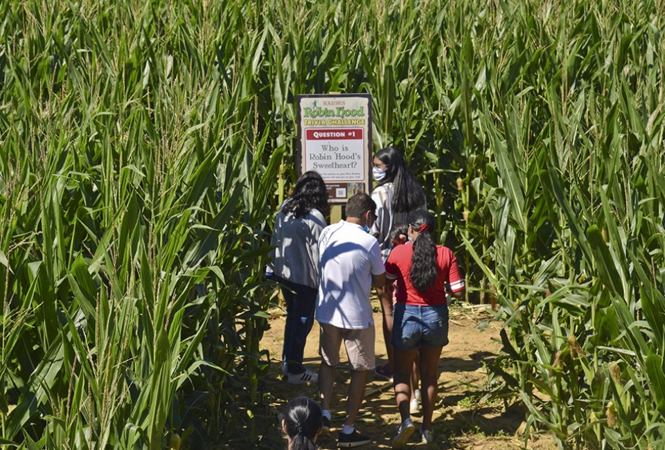 The corn maze at Harbes Family Farm  in Mattituck is fun for the whole family. 