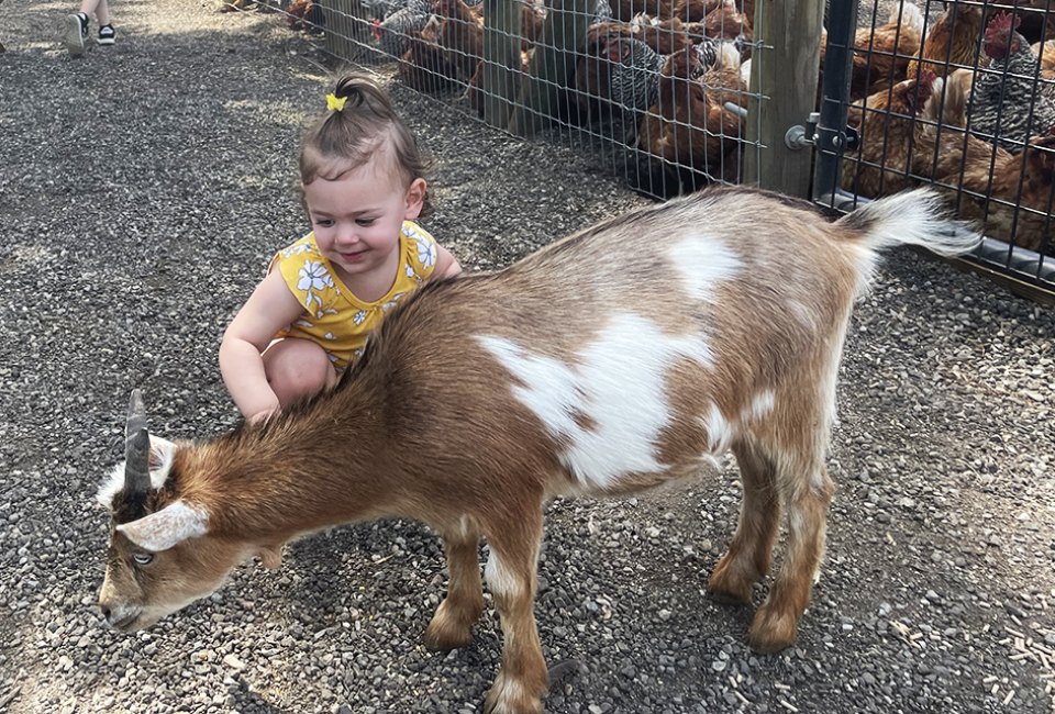 Babies 2 and younger can pet the goats, alpacas, and ponies for free at Fink’s Country Farm.