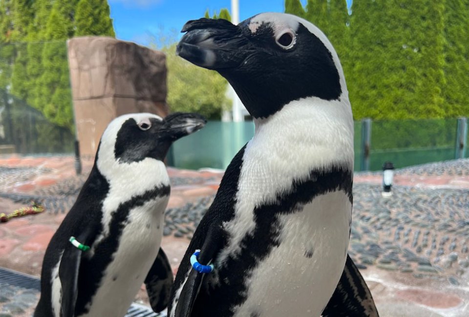 The Long Island Aquarium has a 120,000-gallon shark tank, year-round sea lion shows, and a super-cute African penguin population. Photo courtesy of the aquarium 