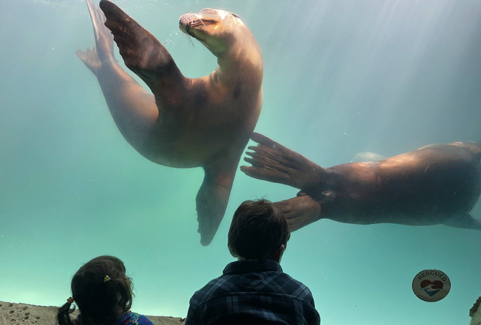 Plan on everything going swimmingly this Mother's Day with a visit to the aquarium. Photo courtesy of the Long Island Aquarium